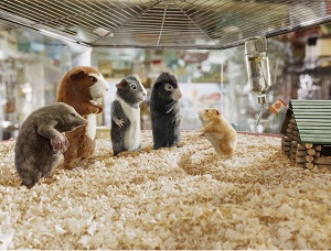 G force in pet shop