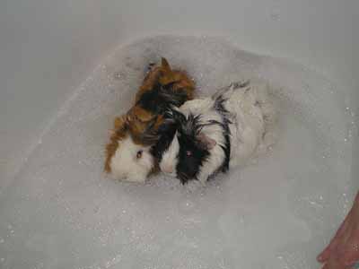 abyssinian guinea pig abyssinian guinea pig