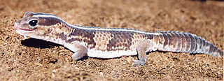 African Fat Tailed Gecko African Fat Tailed Gecko