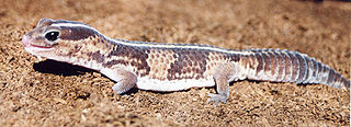 African Fat Tailed Gecko