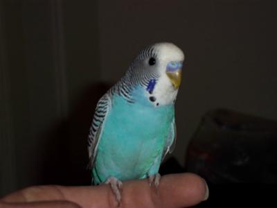 Allen the Parakeet
