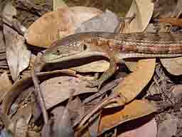 Alligator Lizard Alligator Lizard