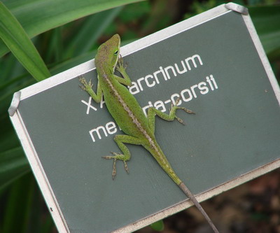 anole lizard odor