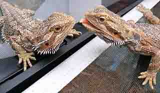 Bearded Dragon Bearded Dragon