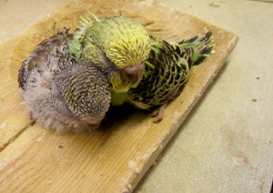 Breeding parakeets | The basics