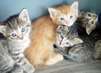 Cute kittens