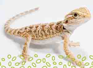 Bearded Dragon Bearded Dragon
