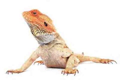 The Best Age for Someone Caring for a Bearded Dragon is ages 10 Years or Older