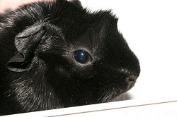 black guinea pig