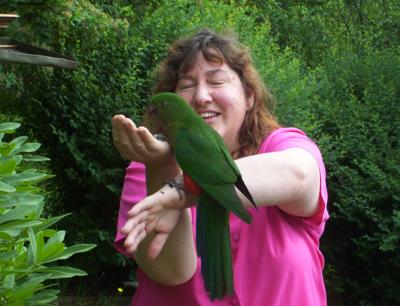 A wild king parrot in the back yard