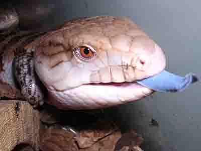 Blue Tongued Skink