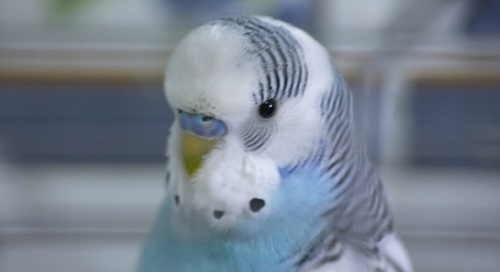 blue budgie parakeet