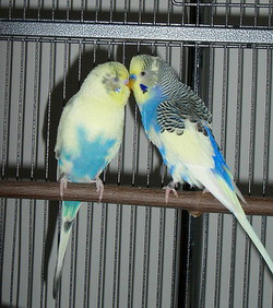 Breeding parakeets