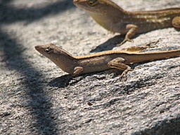 Brown Anoles