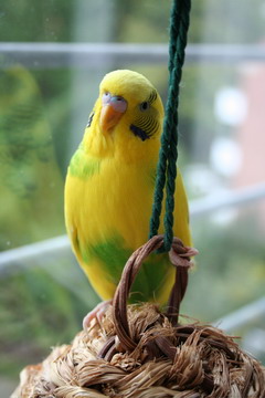 Budgie Hanging Around