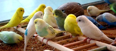 parakeet flock
