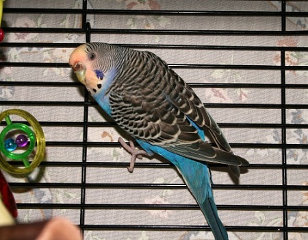 blue budgie parakeet in cage