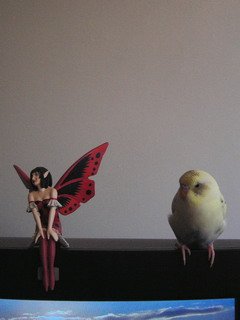 Budgie Parakeet On Tv Budgie Parakeet On Tv