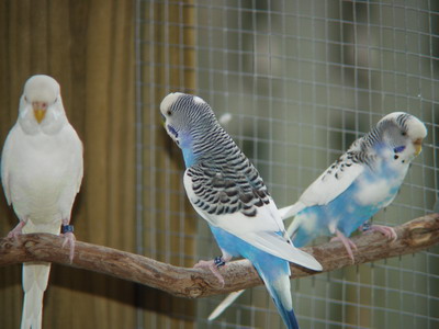 budgie parakeets playing