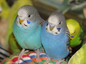 Two pet parakeets