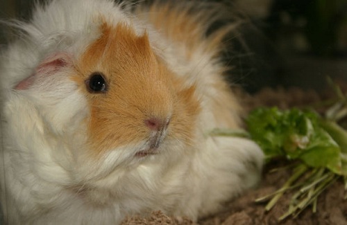 What is the Average Lifespan of a Guinea Pig, Life Expectancy