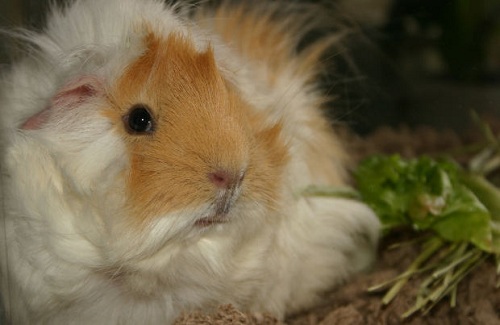 chubby guinea pig