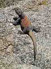 Green Iguana Green Iguana