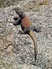 Chuckwalla Lizard