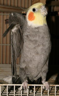 cockatiel playing stretching