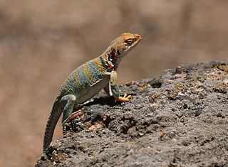 Collared Lizard