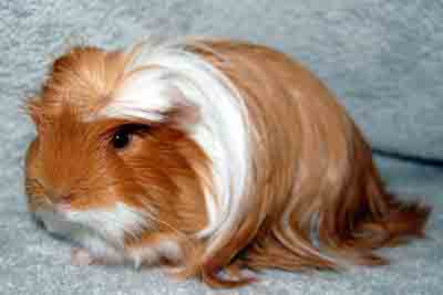 Coronet Guinea Pig