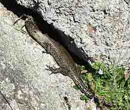 Cunningham Skink Cunningham Skink
