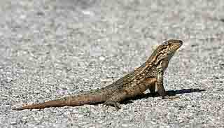 Curly Tailed Lizard