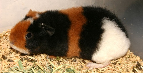 cute guinea pig for adoption