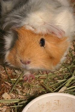 cute guinea pig