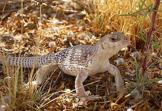 Desert Iguana Desert Iguana