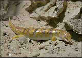 Sandfish Lizard