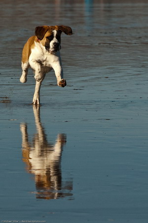 dog heat stroke beach