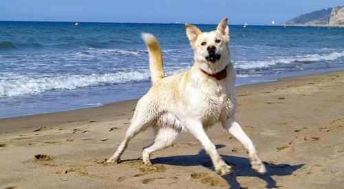 dog playing on the beach