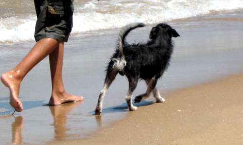 dog walking on the beach