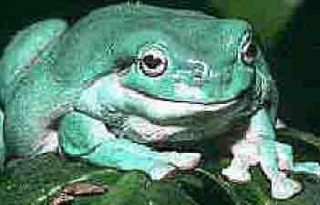 Dumpy Tree Frog