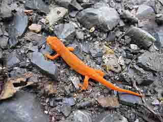 Eastern Newt