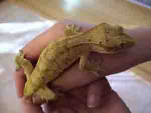 eyelash gecko