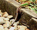 female racerunner female racerunner