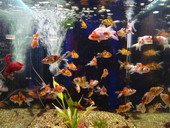 Pet fishes in fish tanke