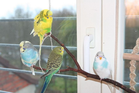 Four Budgie Parakeet Party Four Budgie Parakeet Party