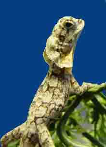 Frilled Lizard