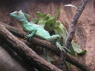 Green Basilisk Lizard