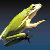 Green Tree Frog Green Tree Frog