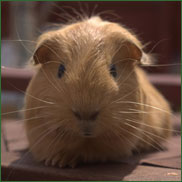 guinea pig